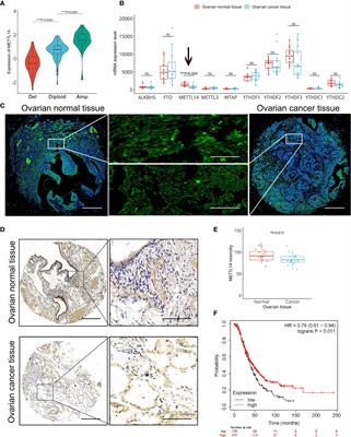 Downregulation of Methyltransferase-Like 14 Promotes Ovarian Cancer Cell Proliferation Through Stabilizing TROAP mRNA